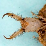 Antlion: ventral side.